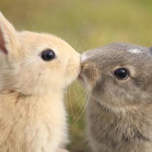 hisandhersz's profile picture. two bunnies who are in love and talk to each other over the twitter. X loves V. V loves X.