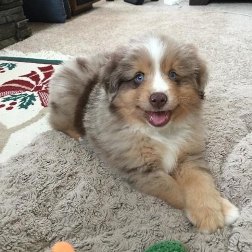 Woof woof