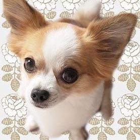 pyonylife's profile picture. 物欲と電波にまみれた主婦