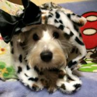 アリテレココラピのママ (@ariterekokorapi) Twitter profile photo