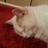 CoolCatsBlWh's profile image
