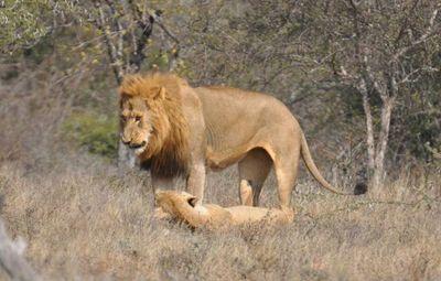 LeoLeo221976's profile picture. 