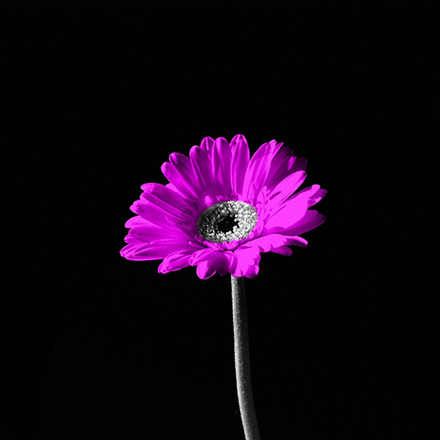 camilledevance
