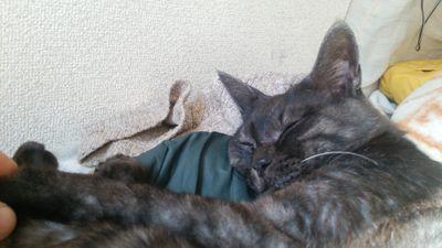 CatchShima's profile picture. たまに音源出してます https://t.co/Eyfmxo2aN6 https://t.co/bMs0zUEwea https://t.co/2MUwI0iMuh https://t.co/238WVsWSJ0