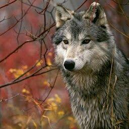 goglebta62's profile picture. 