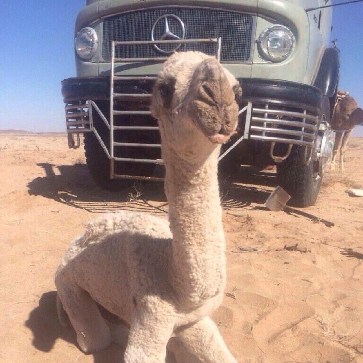 الرياض