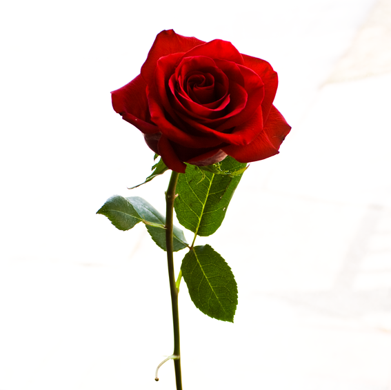 wifesweddingday's profile picture. 