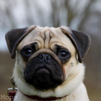 I'm Ole from Heilbronn, Germany. Born on 10-05-2014. I love tomatos, noodles, toys, to fart and fashion. Discover my daily adventures. Looking for new friends.