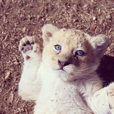 Instagram: Animalxpictures
Kik: martynucc