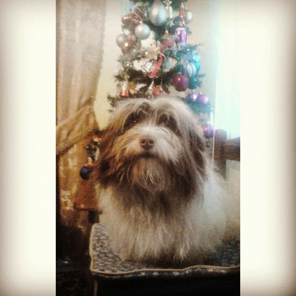 leo_havanese's profile picture. I'm a havanese. :)