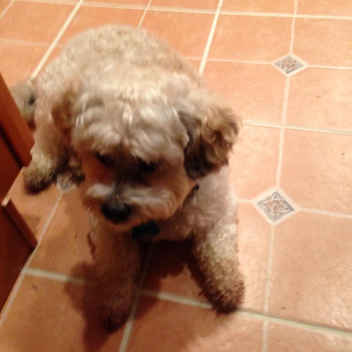 That's Boo-Boo aka Lucky. A pampered Dog :) The World is full of People, and I'm one of them! JD and BA. Works in Admin. serv.