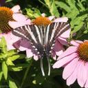 Heidi Tate - @heiditate27 - Twitter