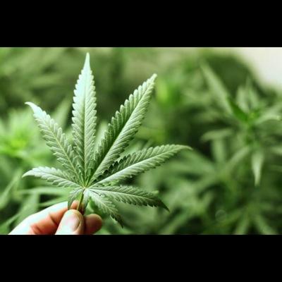 When life gives you lemons, smoke weed