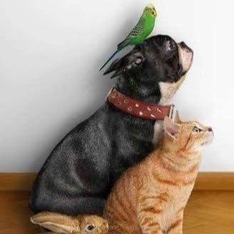At VPH, we know pets are like family. we are a small animal vet clinic located in Medicine Hat, Alberta. Tag your pets! #ValleyPetHospital