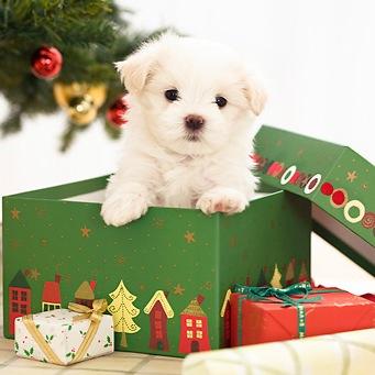 A Large Package Found Underneath Your Tree | It Shakes A Little Every So Often | Maybe You Should Open it! | #OpenRP