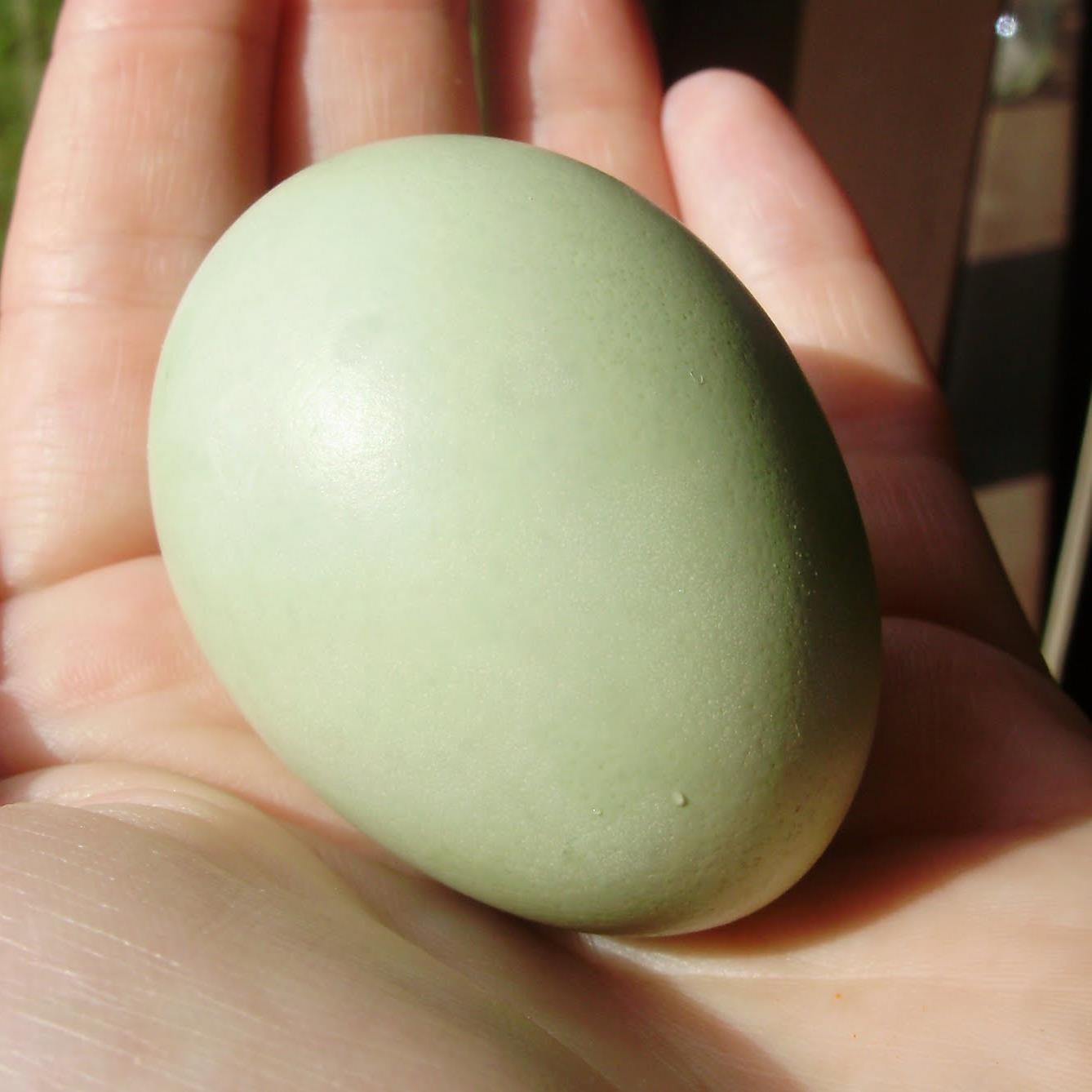 GreenEggzGaming's profile picture. Gaming Twitter page for Green Eggz Gaming.. also the same name on Facebook and YouTube