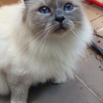 idk y me profile pic is a cat!!!
