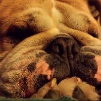 Dawn Meyers (@woomeyers) 's Twitter Profile