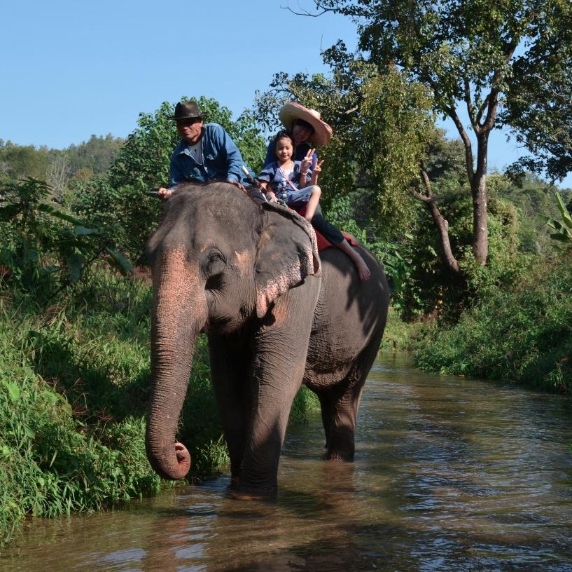 Feed, Ride, Bath, Swim and enjoy with our Elephant Family.