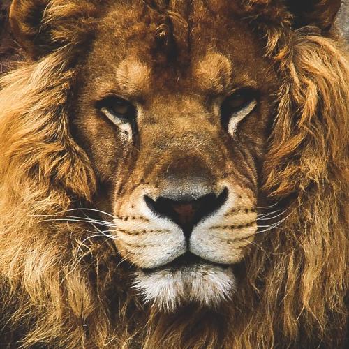 Moenahli's profile picture. Selectively friendly.