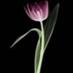 })o |)llY 'I'Rll|\|9 (@doduytrung) Twitter profile photo