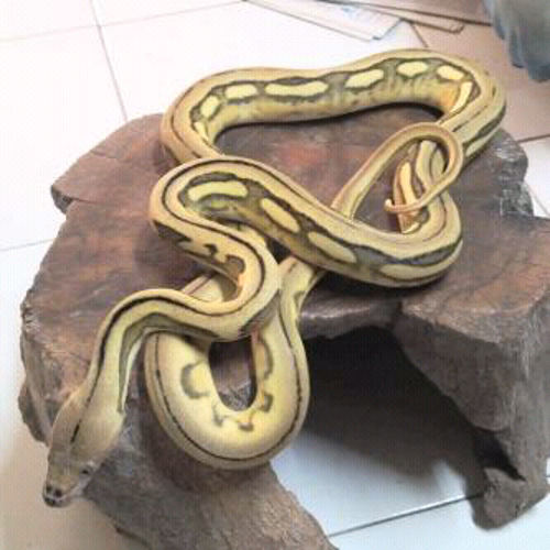 galang_vion's profile picture. I love reptile.