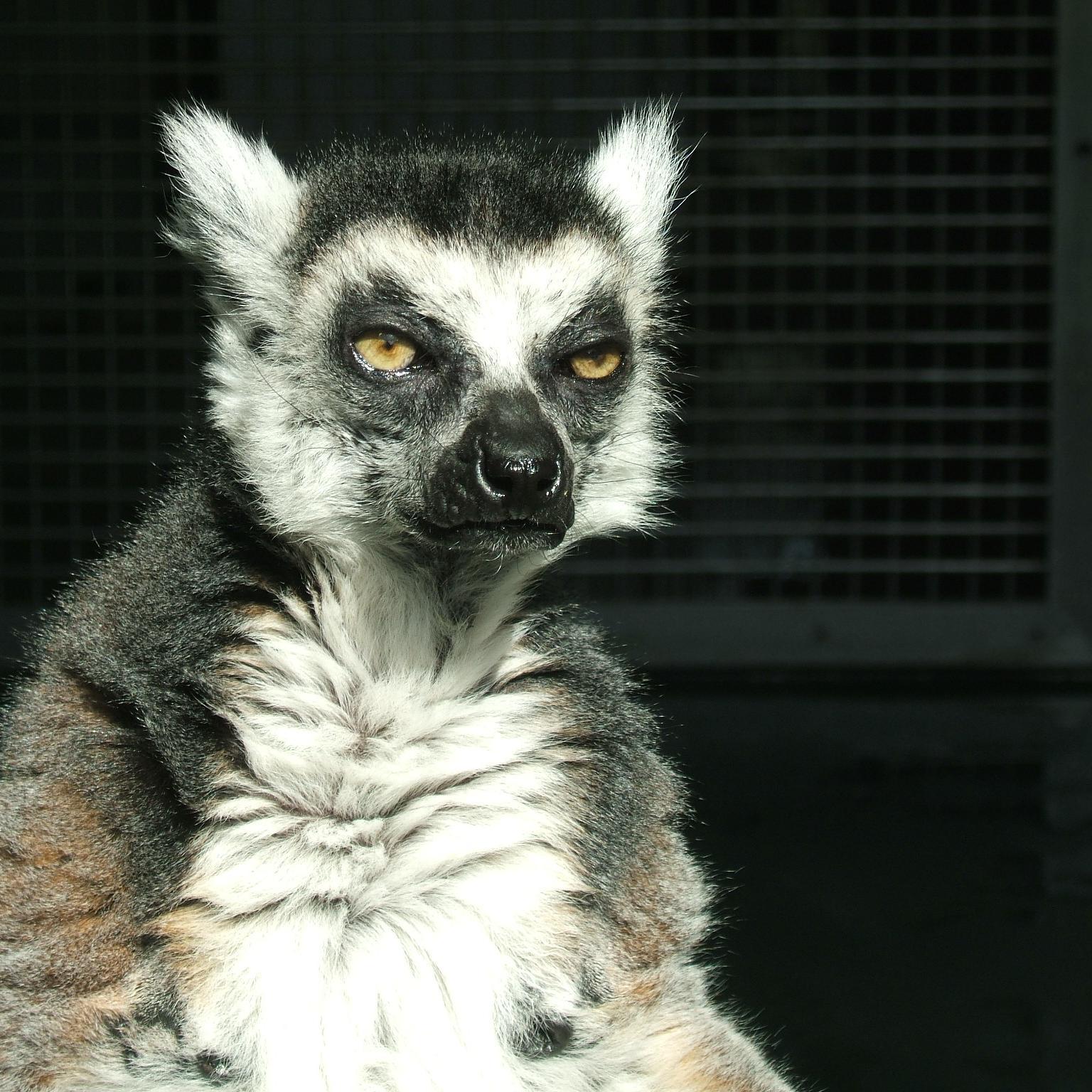 Data Lemur
