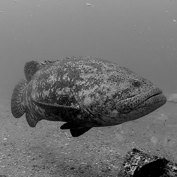 FishEcologyLab's profile picture. Integrating basic and applied ecology