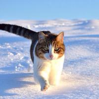 bluebird (@bluebird_0730) 's Twitter Profile