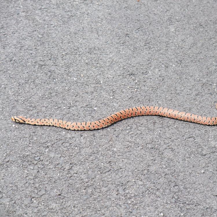 キャンプ🏕ヘビ🐍コーヒー☕️盆栽🪴