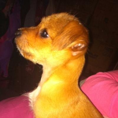 I'm Alyssa's dog Dixon and this is my #twitter