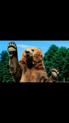 GRIZZLYxDEMIZE's profile picture. 