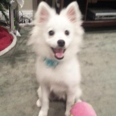 jacksfilms dogs related keywords suggestions for klondike jacksfilms dogs related keywords suggestions for klondike