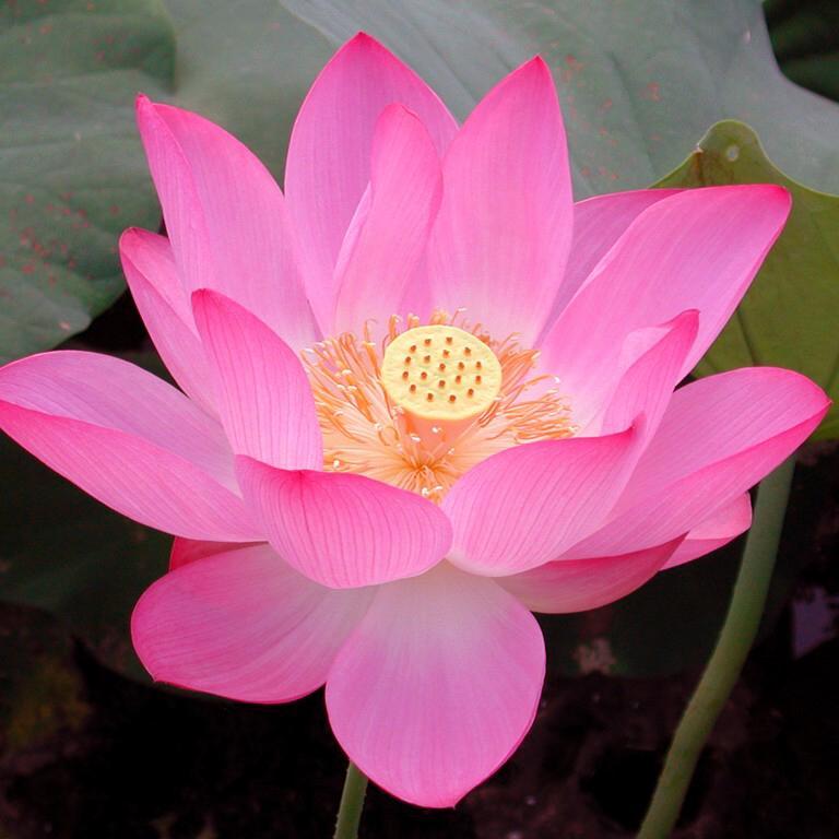 RKamalapriya's profile picture. Graphic Designer/UI Developer at Isha... Makkal Needhi Maiam தகவல் தொழில் நுட்பம் மற்றும் சமூக ஊடக பிரிவு செயலாளர் @MNMKavundamplym