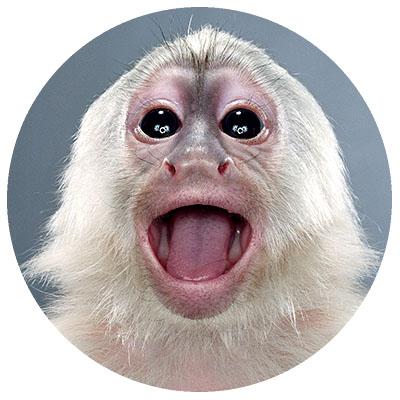 kikuknotna's profile picture. Верстальщик. Геокешинг