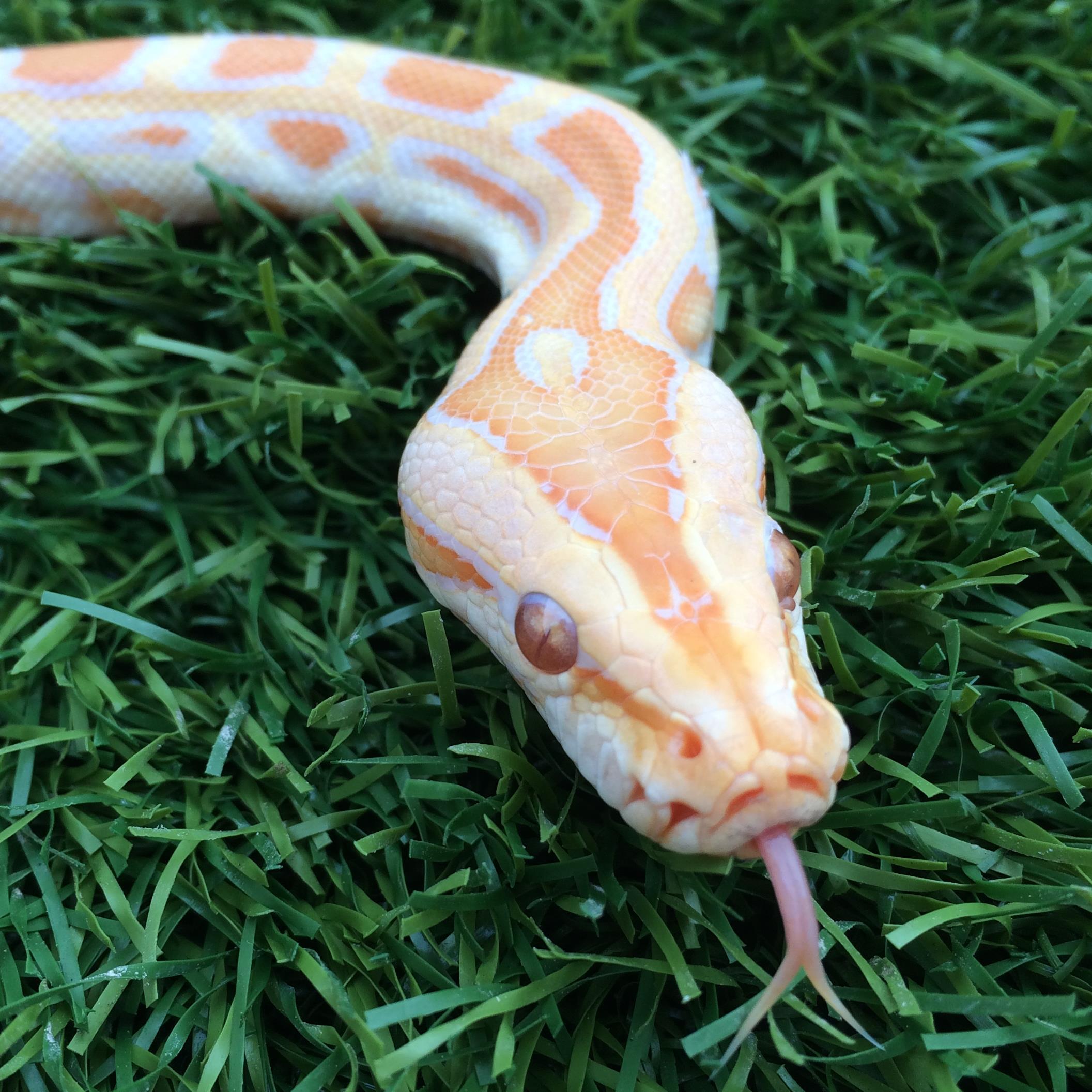 ReptilesQ8's profile picture. The Official Twitter Account of ReptilesQ8 & ReptilesQ8 Magazine. Instagram: ReptilesQ8