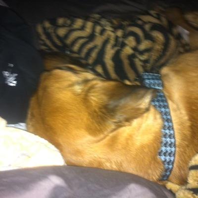 Dustin50849237's profile picture. hockey boy