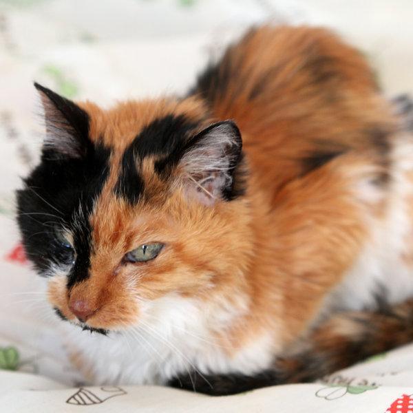 suine97's profile picture. 鉄道とかアニメとかを趣味にしている社会人です。ふと思い付いたことを前触れもなくつぶやくことがほとんどですが、よろしくお願いします。