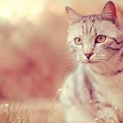 fres_nelia's profile picture. ariana grande