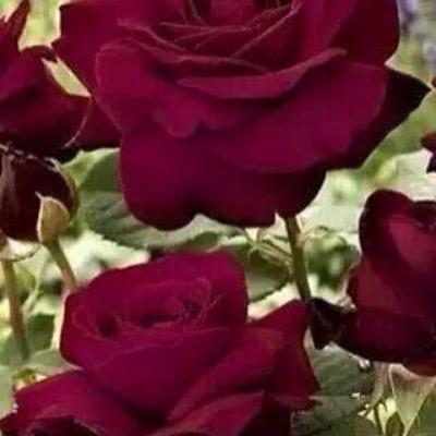 استشاريه نساء وولاده