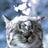 shahana_peter's profile image