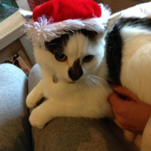 carolecadman's profile picture. 