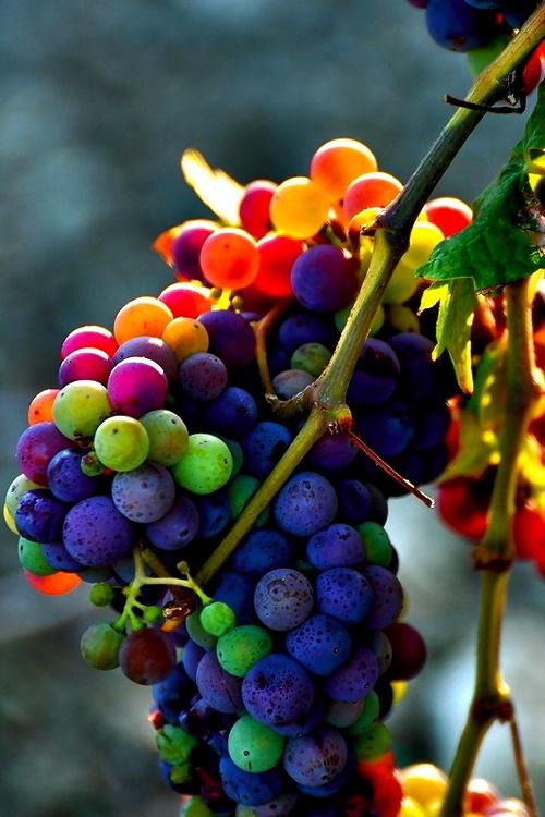 ECO DESIGN+WINE. Biodynamic Wines. Garden Cuisine. Cheers a votre sante!