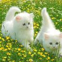 علي يلدا (@016473dd12934cc) Twitter