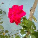 usha jyoti saikia (@596ebaaaf695451) Twitter