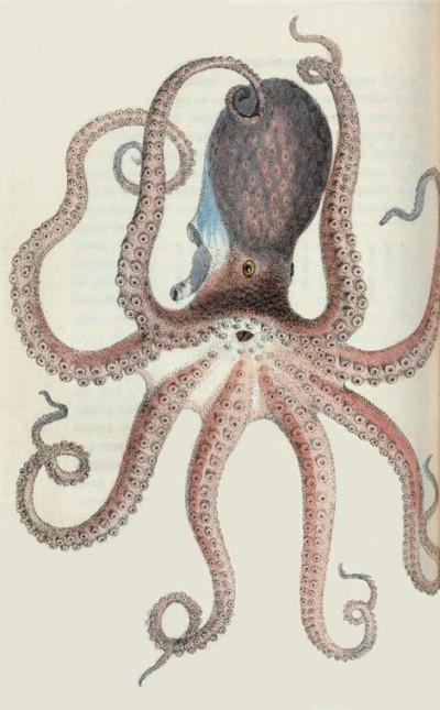 OvertlyFriday's profile picture. 