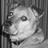 the____ghost's profile image