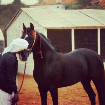 انسان راقي يحب الاستمتاع في الحياة(K.S.A ). ( ALHILAL