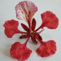 Flamboyant (@lacage1301) Twitter profile photo