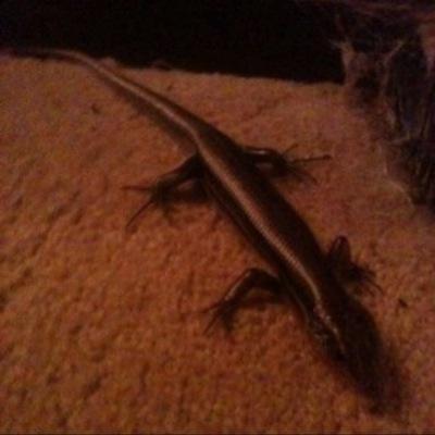 Spammyjazzhands Profile Picture